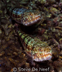 lizardfish at dauin sur. by Steve De Neef 